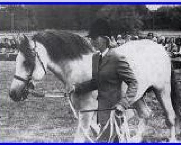 broodmare Loobeen Meg (Connemara Pony, 1970, from Thunderbolt)