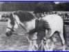 Zuchtstute Loobeen Meg (Connemara-Pony, 1970, von Thunderbolt)