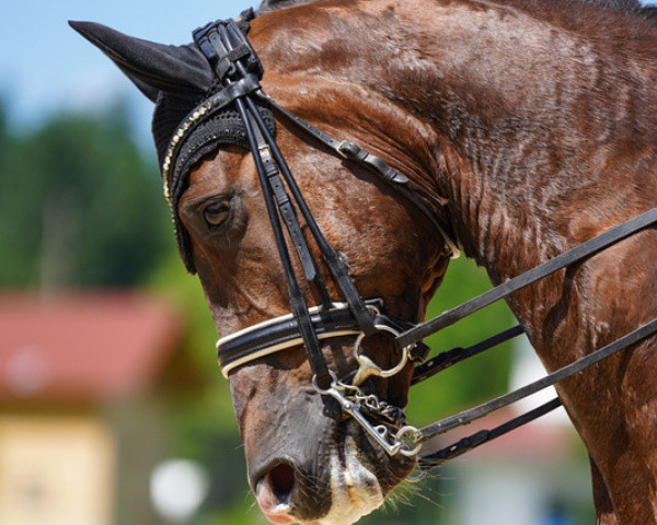 dressage horse Belverde (German Sport Horse, 2014, from Bretton Woods)