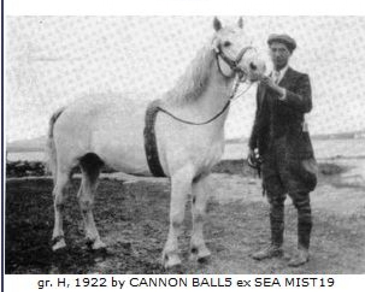 Deckhengst Rebel (Connemara-Pony, 1922, von Cannon Ball)