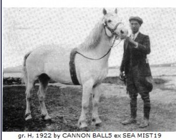 Deckhengst Rebel (Connemara-Pony, 1922, von Cannon Ball)