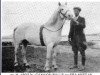 Deckhengst Rebel (Connemara-Pony, 1922, von Cannon Ball)