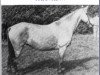 Zuchtstute Golden Gleam (Connemara-Pony, 1932, von Adventure)