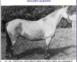 broodmare Golden Gleam (Connemara Pony, 1932, from Adventure)