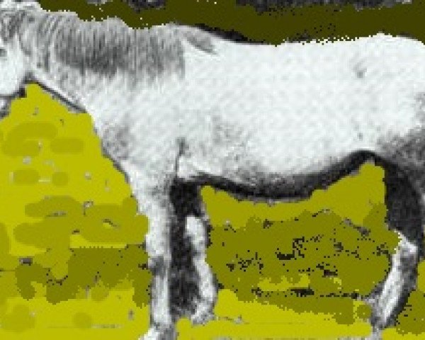 Zuchtstute Carna Dolly (Connemara-Pony, 1936, von Buckna xx)