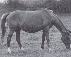 broodmare Wolga (Trakehner, 1935, from Marke)