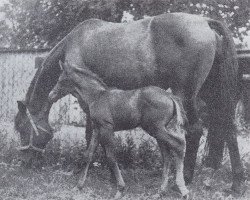 Zuchtstute Toska (Trakehner, 1941, von Marabou xx)