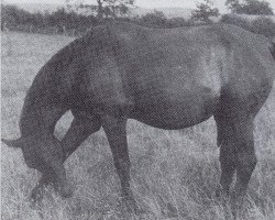 Zuchtstute Saaleck (Trakehner, 1940, von Erhabener)