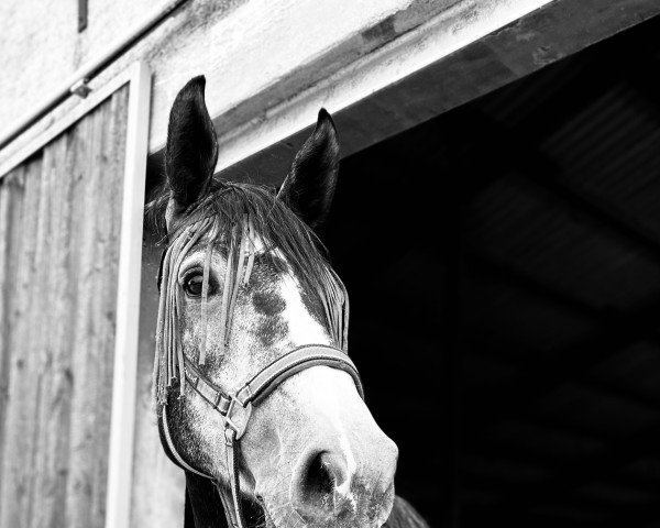 jumper Alma Ata (Holsteiner, 2017, from Adagio de Talma)