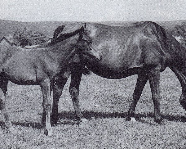 Zuchtstute Rita (Trakehner, 1939, von Paraguay)