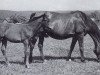 broodmare Rita (Trakehner, 1939, from Paraguay)