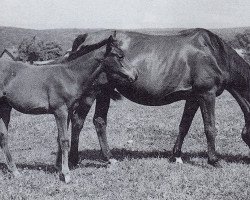 broodmare Rita (Trakehner, 1939, from Paraguay)