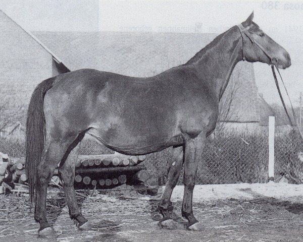 broodmare Paula (Trakehner, 1939, from Portius)