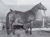 broodmare Paula (Trakehner, 1939, from Portius)