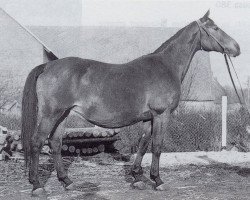 broodmare Paula (Trakehner, 1939, from Portius)