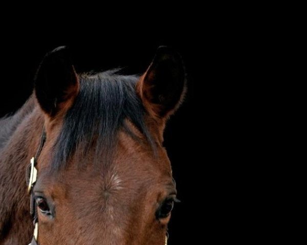 dressage horse Sumatra (Austrian Warmblood, 2012, from Boris Golden Pacer W)