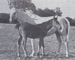 broodmare Patente (Trakehner, 1938, from Adamas ox)