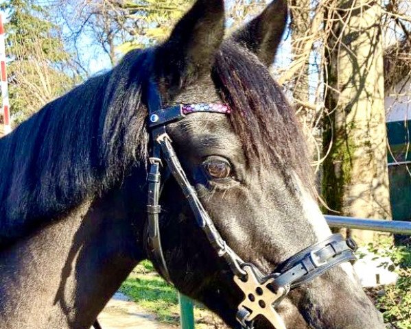 broodmare Blackatella (Nederlands Welsh Ridepony, 2005, from Orchard Boginov)