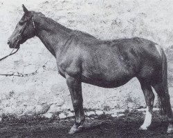 Zuchtstute Mira II (Trakehner, 1940, von Löwenherz)