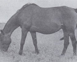 broodmare Lore (Trakehner, 1938, from Sonnentau)