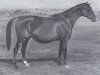 broodmare Linda VI (Trakehner, 1937, from Ararad)