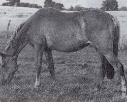 broodmare J. Adana (Trakehner, 1943, from Alibi)