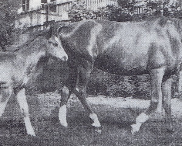 broodmare Heidemarie (Trakehner, 1943, from Hartmut)