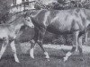 broodmare Heidemarie (Trakehner, 1943, from Hartmut)