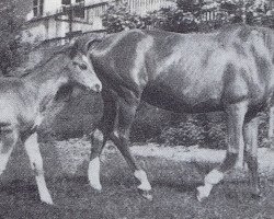 Zuchtstute Heidemarie (Trakehner, 1943, von Hartmut)