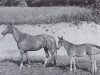 broodmare Famosa (Trakehner, 1941, from Albergo)