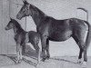 broodmare Bea (Trakehner, 1940, from Indra)