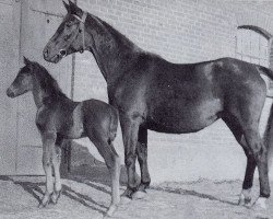 Zuchtstute Bea (Trakehner, 1940, von Indra)