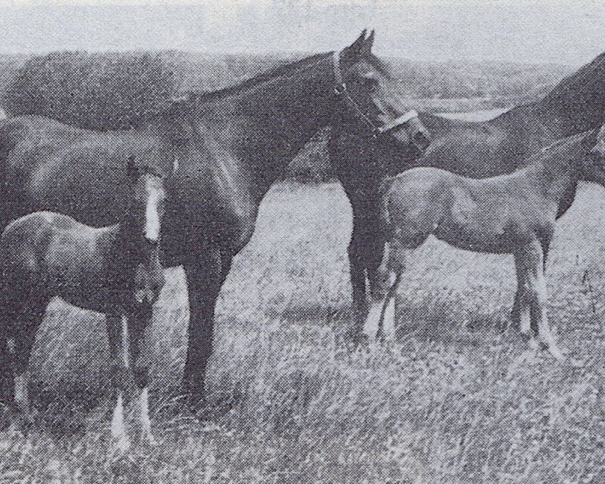 Zuchtstute Amica (Trakehner, 1940, von St. Szirgupoener)
