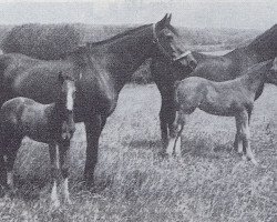 broodmare Amica (Trakehner, 1940, from St. Szirgupoener)