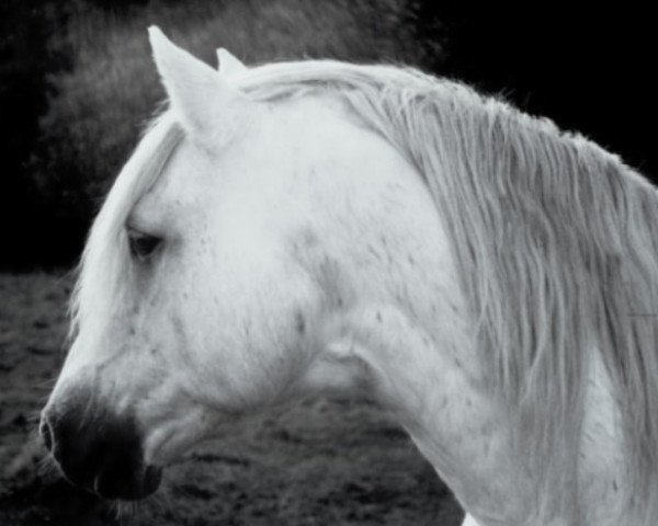 stallion Carrabaun Boy (Connemara Pony, 1962, from Mac Duff)