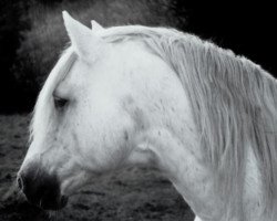 Deckhengst Carrabaun Boy (Connemara-Pony, 1962, von Mac Duff)