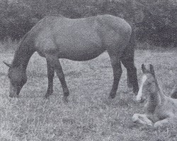 Zuchtstute Tapete (Trakehner, 1938, von Pythagoras)