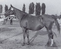 Zuchtstute Isa (Trakehner, 1936, von Ariost)