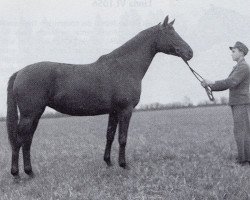 Zuchtstute Herbstzeit (Trakehner, 1942, von Bussard)