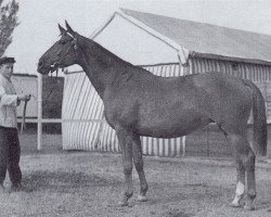 broodmare Handschrift (Trakehner, 1940, from Hirtensang)