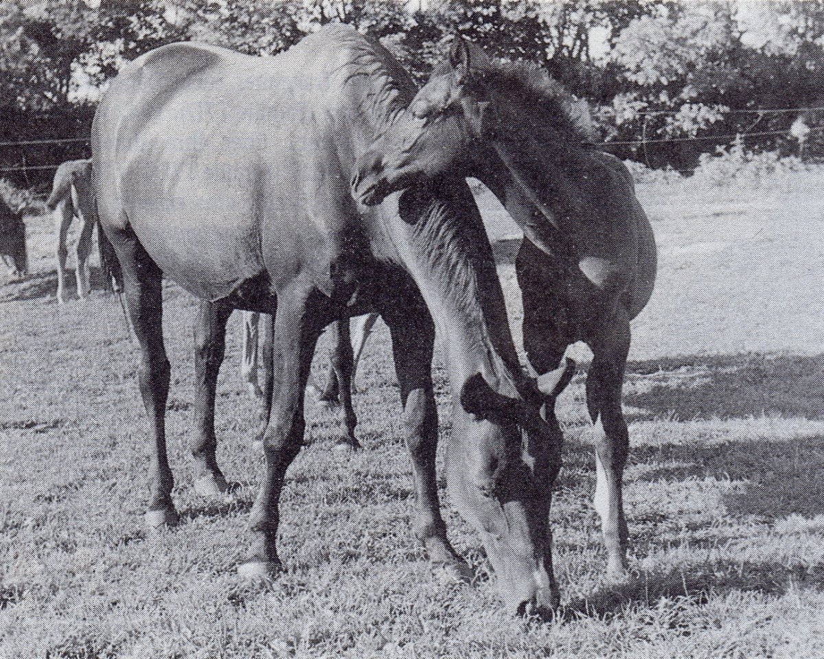 Zuchtstute Handschelle (Trakehner, 1940, von Polarstern)