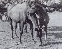 Zuchtstute Handschelle (Trakehner, 1940, von Polarstern)