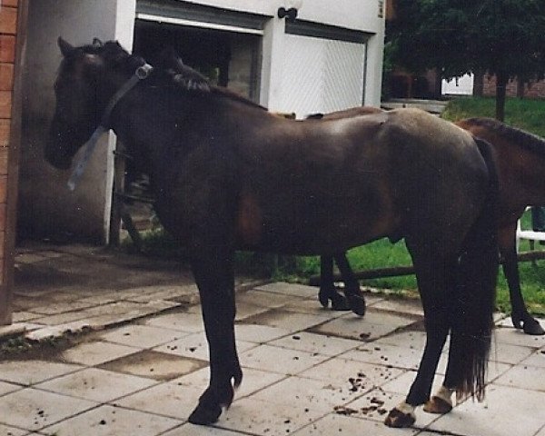 Pferd Camaron (Connemara-Pony, 1996, von Dreikronen Lucky Star)