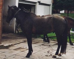 horse Camaron (Connemara Pony, 1996, from Dreikronen Lucky Star)