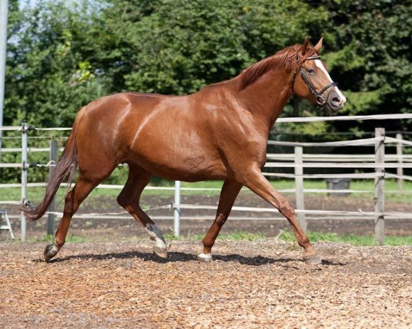 Zuchtstute Laukischken (Trakehner, 2006, von Donauwalzer)