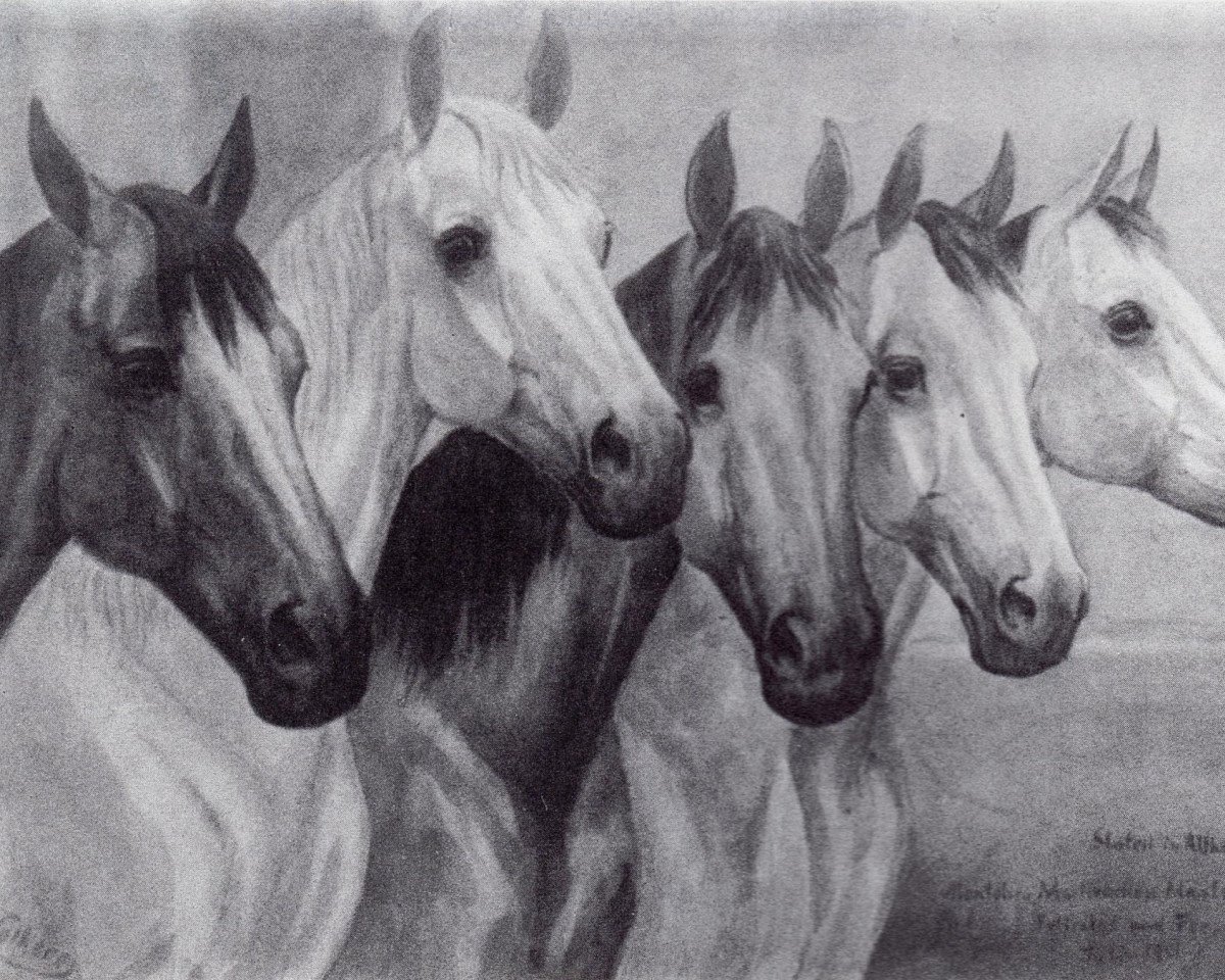 Zuchtstute Marlene (Trakehner, 1936, von Harun Al Raschid)