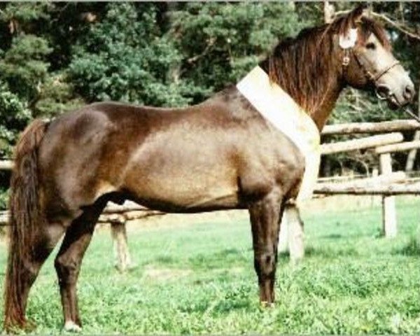 stallion Bengt (Connemara Pony, 1979, from Big Ben)