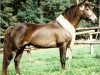 Deckhengst Bengt (Connemara-Pony, 1979, von Big Ben)