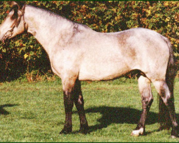 stallion Patty's Silverdun Velvet (Connemara Pony, 1991, from Bengt)