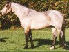 Deckhengst Patty's Silverdun Velvet (Connemara-Pony, 1991, von Bengt)